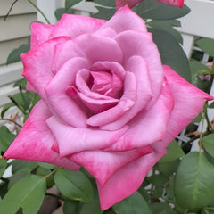 Moody Blues Rose Plant|忧郁蓝调 image 3