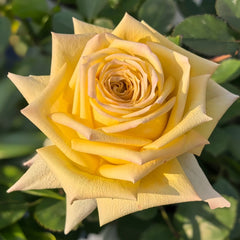 Spoiler Rose Plant|捣蛋鬼 image 1