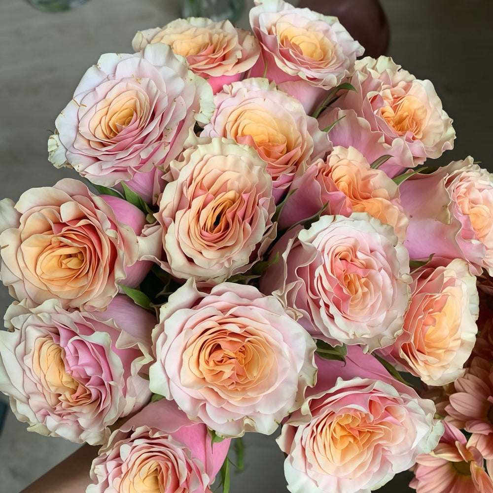 Mabella Rose Plant | 玛贝拉/猛犸 image 0