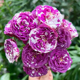 Scented Jewel Rose Plant|芬芳宝石 image 0