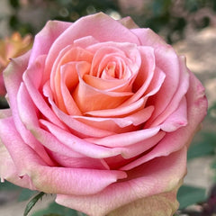 Love Pearl Rose Plant | 爱之珠 image 2