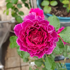 Japanese Ramukan Rose Plant|草药 image 1
