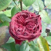 Grand Jubilee Rose Plant|盛大庆典 image 0