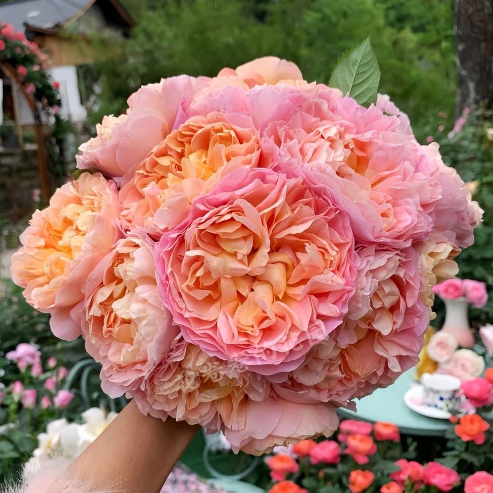 JinYan Rose Plant | 锦嫣 image 0