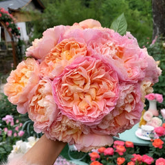 JinYan Rose Plant | 锦嫣 image 0