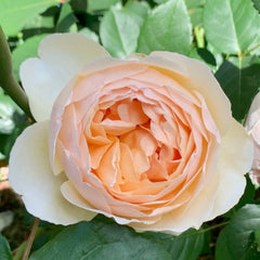 Jude the Obscure Rose Plant|无名的裘德 image 2