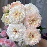 Savon Rose Plant|肥皂 image 0