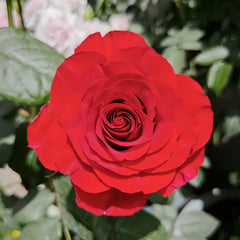 Plateau Red Rose Plant|高原红 image 2