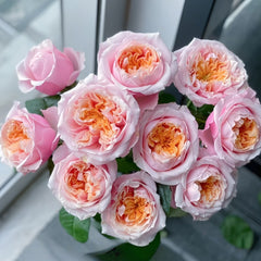 Notting Hill Rose Plant|诺丁山 image 0
