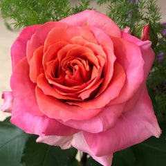 Briliant Rose Plant|辉煌 image 2