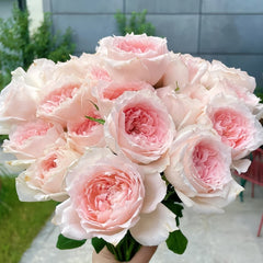 Flow Rose Plant|涌流 image 1