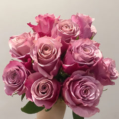 Purple Moon Rose Plant|紫月 image 3