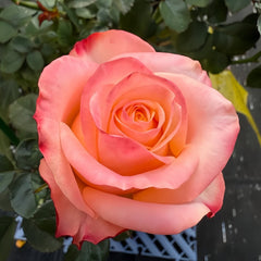 Lovely Heart Rose Plant|心肝宝贝 image 0