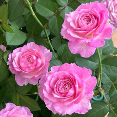 Xingyuan Xueqing Rose Plant | 杏苑雪晴 image 3