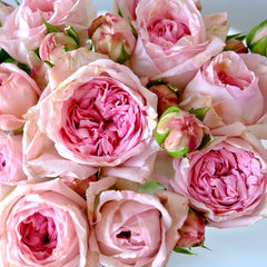 Pomponella Summerhouse Rose Plant|蓬波内拉避暑别墅 image 3