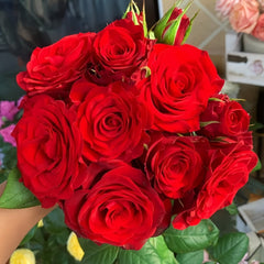 Plateau Red Rose Plant|高原红 image 0