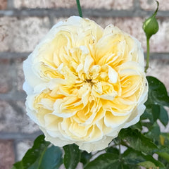 Antonia Garden Rose Plant | 安东尼亚花园 image 1