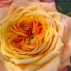 Country Aquarelle Rose Plant|乡村水彩画 image 3