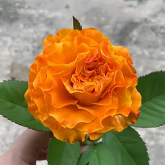 Orange Reeva Rose Plant|橙色丽娃 image 2