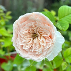 Paradise Beach Rose | 天堂海滩 image 3