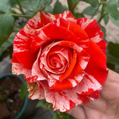 Wild Cat Rose|野猫 image 1