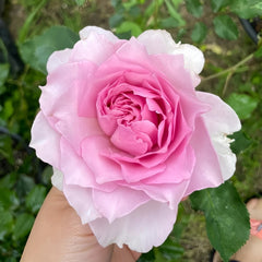 Ningzhi Rose Plant|凝脂 image 1