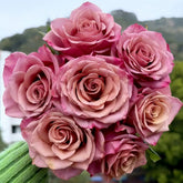 Magic Silver Rose Plant|神奇银色/魔力银 image 0