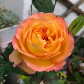 Yuhui Rose Plant|余晖 image 0