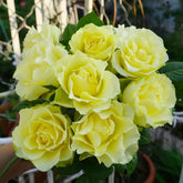 Green Planet Rose Plant|绿色行星 image 0
