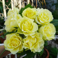 Green Planet Rose Plant|绿色行星 image 0