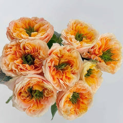 Melon X-Pression Rose Plant|香瓜激情 image 2