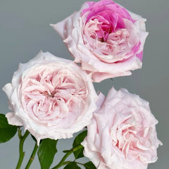 Norma Jean Rose Plant|诺玛珍 image 1