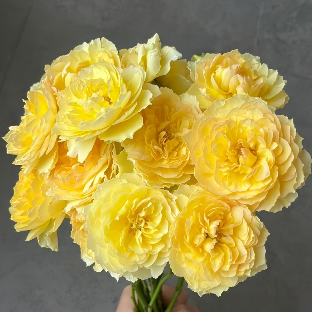 Kagerou Rose Plant|蜉蝣 image 0