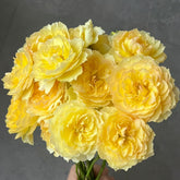 Kagerou Rose Plant|蜉蝣 image 0
