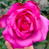 Yves loriot Rose Plant|伊芙里奥 image 0