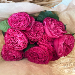 Pink'N Pretty Rose Plant|粉红美丽 image 0