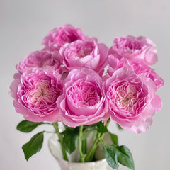Princess Lace Rose Plant | 公主蕾丝 image 1