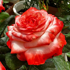 Farfalla Rose Plant|法尔法拉 image 2