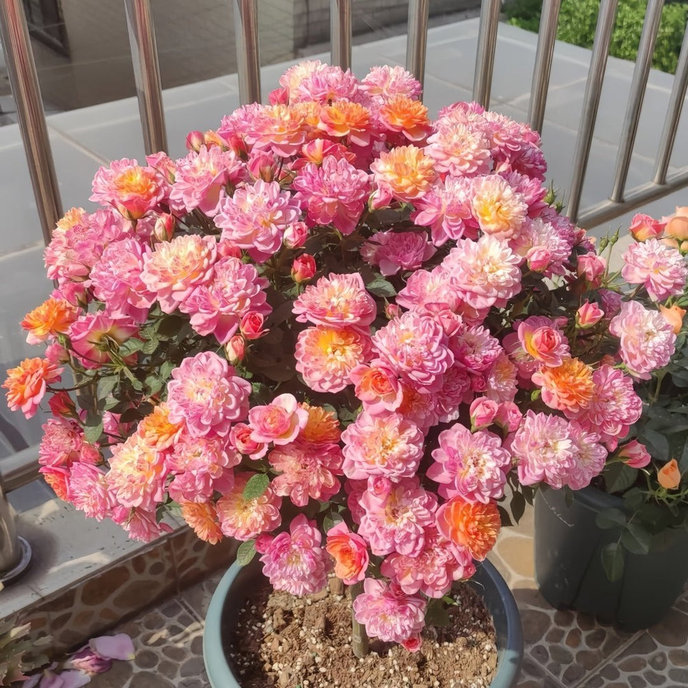 Cache Cache Rose Plant|躲躲藏藏 image 0