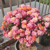 Cache Cache Rose Plant|躲躲藏藏 image 0