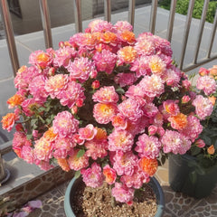 Cache Cache Rose Plant|躲躲藏藏 image 0