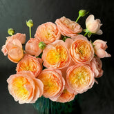 Wutongyue Rose Plant|梧桐月 image 0