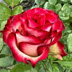 Ducati Rose Plant|杜卡迪 image 0