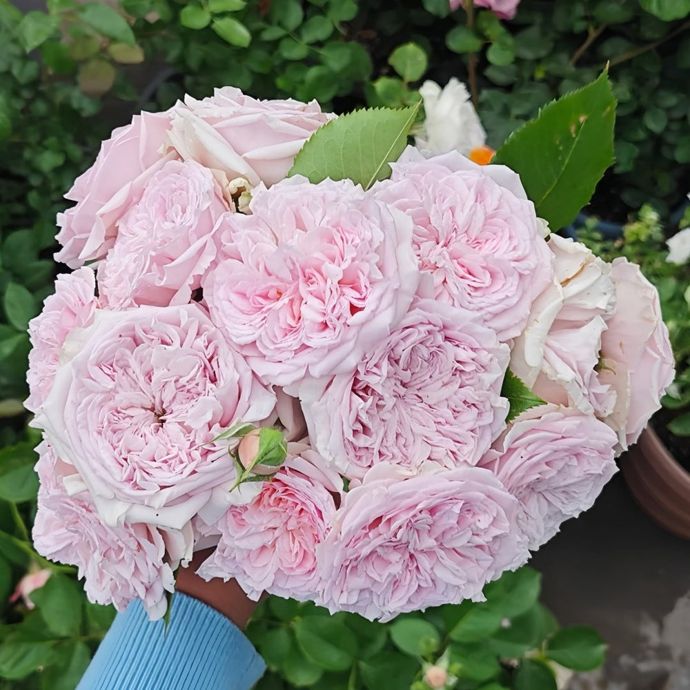 Mary Lennox Rose Plant |玛利伦 image 0