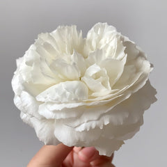Shilabe Rose Plant|音调 image 1