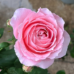 Anne-sophie Pic Rose Plant|安索菲比克 image 1