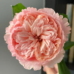Salmanasar Rose Plant|萨尔曼莎 image 1