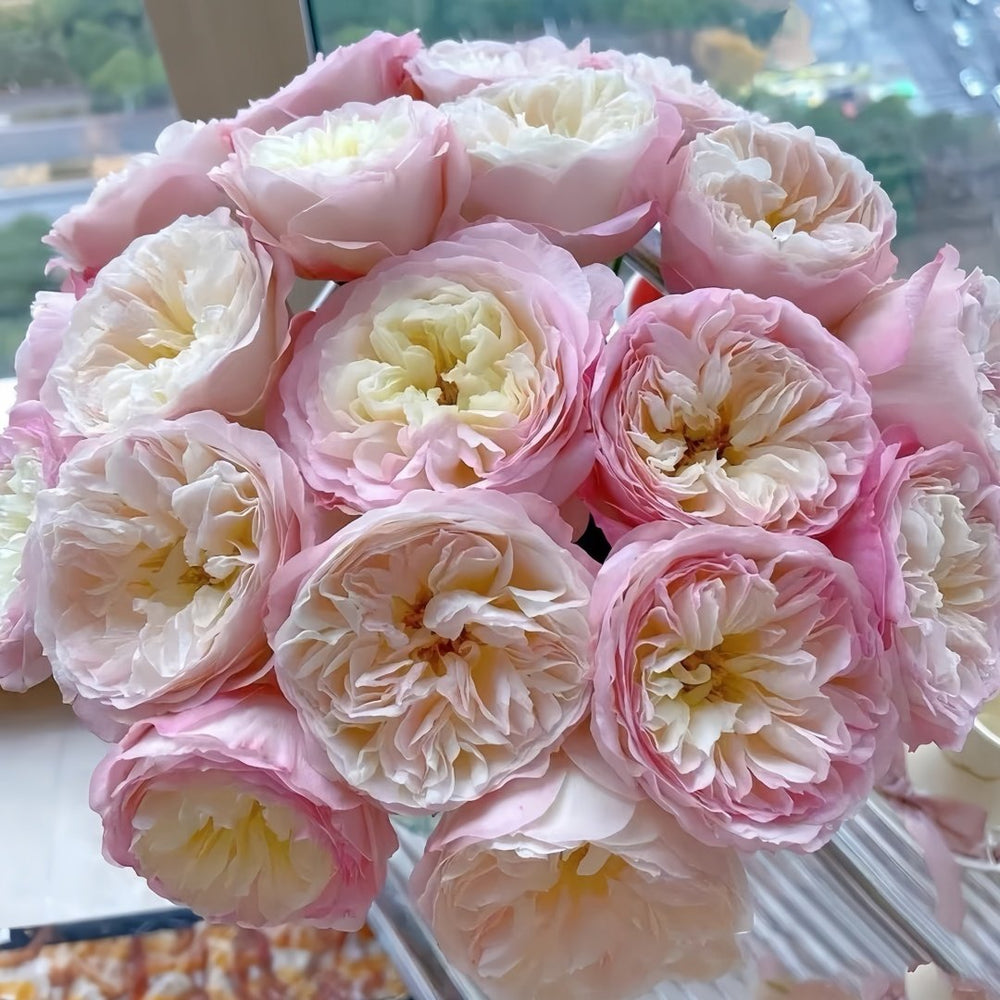 Keira Rose Plant|凯拉玫瑰 image 0