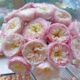 Keira Rose Plant|凯拉玫瑰 image 0