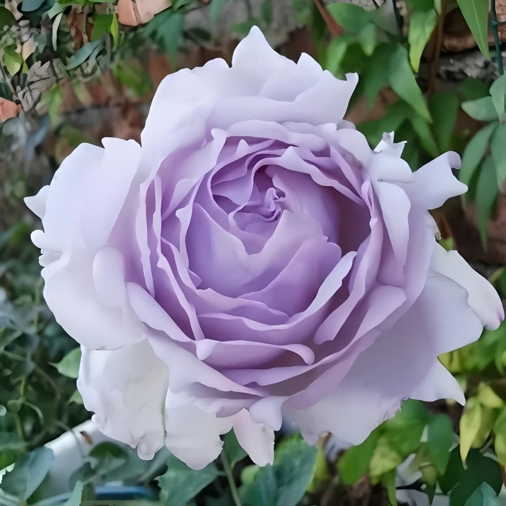 Lucifer Rose Plant|路西法 image 0